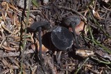 Plectania nannfeldtii image