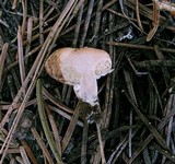 Arcangeliella crassa image