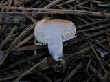 Arcangeliella crassa image