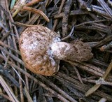 Arcangeliella crassa image