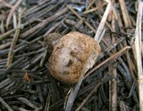 Arcangeliella crassa image