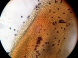 Arcangeliella crassa image