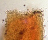 Arcangeliella crassa image