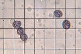 Arcangeliella crassa image