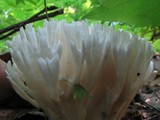Tremellodendron pallidum image