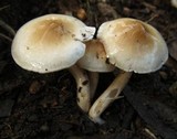 Limacella pitereka image