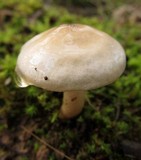 Limacella pitereka image