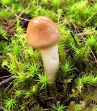 Limacella pitereka image