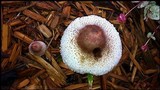 Leucoagaricus americanus image