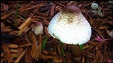 Leucoagaricus americanus image
