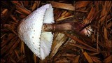 Leucoagaricus americanus image