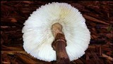 Leucoagaricus americanus image