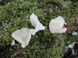Pleurocybella porrigens image