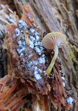 Chromosera cyanophylla image