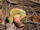 Boletus rubripes image