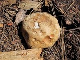 Boletus rubripes image