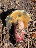 Boletus rubripes image