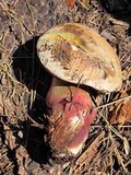 Boletus rubripes image