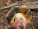 Boletus rubripes image