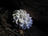 Calvatia sculpta image