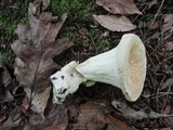 Bondarzewia berkeleyi image