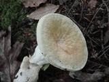 Bondarzewia berkeleyi image