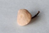 Mycetinis scorodonius image