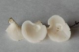 Pleurocybella porrigens image