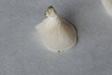 Pleurocybella porrigens image