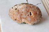 Fomitopsis spraguei image