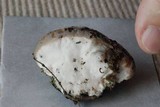 Fomitopsis spraguei image