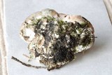 Fomitopsis spraguei image