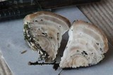 Fomitopsis spraguei image