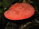 Fistulina hepatica image