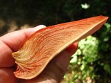 Fistulina hepatica image