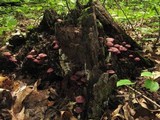 Callistosporium purpureomarginatum image