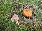 Inocybe godeyi image