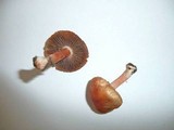 Inocybe godeyi image