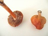 Inocybe godeyi image