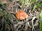 Inocybe godeyi image