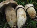 Boletus variipes image