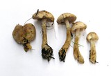 Agaricus semotus image