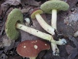 Boletus rubropunctus image