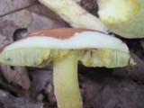 Boletus rubropunctus image