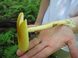 Amanita banningiana image
