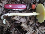 Amanita banningiana image