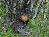 Hemistropharia albocrenulata image