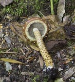 Hemistropharia albocrenulata image
