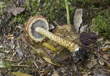 Hemistropharia albocrenulata image