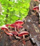 Callistosporium purpureomarginatum image